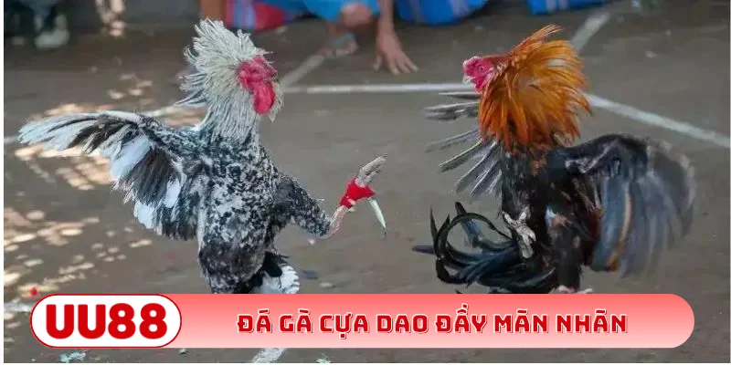Đá gà cựa dao đầy mãn nhãn