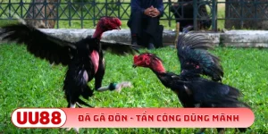 Đá gà đòn